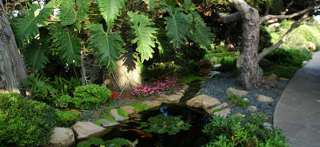 DIY: How to Make a Backyard Pond