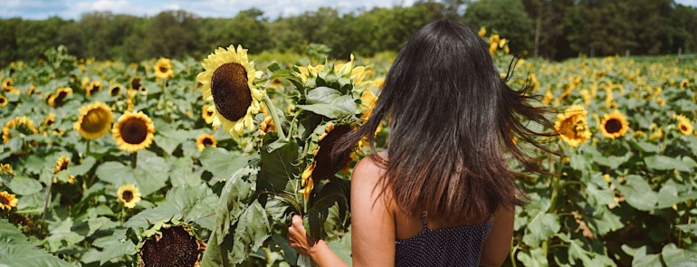 NJ Sunflower Festival at Stony Hill Farm