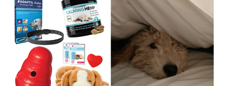 Anxious Puppy? Here’s How to Help them Cope